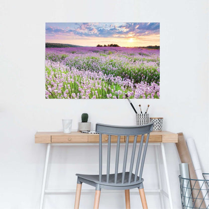 Poster Lavendel veld 61x91,5 - Reinders