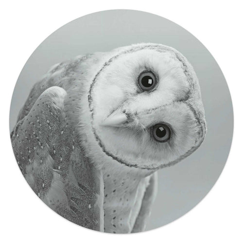 Glasbild Schleiereule 50 Rund