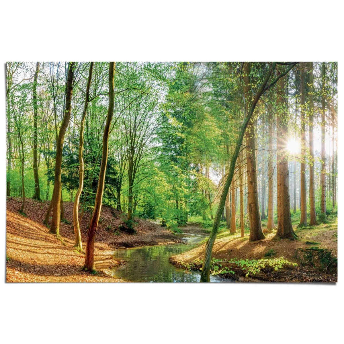 Poster Bos in de zon 61x91,5 - Reinders