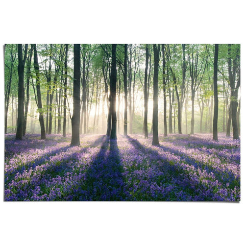 Poster Bos met zonnestralen 61x91,5
