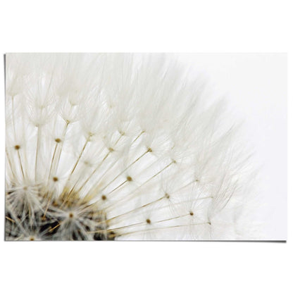 Poster Paardenbloem - wit 61x91,5 - Reinders
