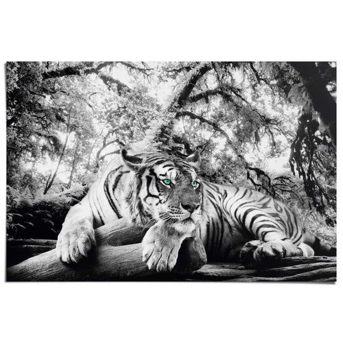 Poster Tiger is watching you 61x91,5