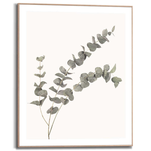 Gerahmtes Bild Eukalyptus 50x40