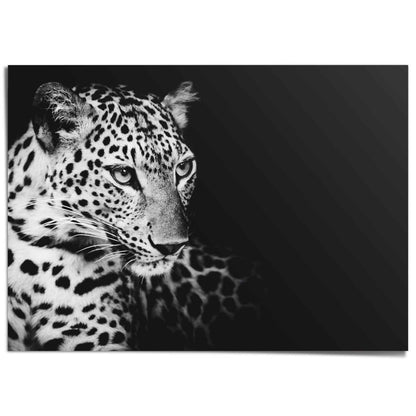 XXL Poster Luipaard 100x140 - Reinders